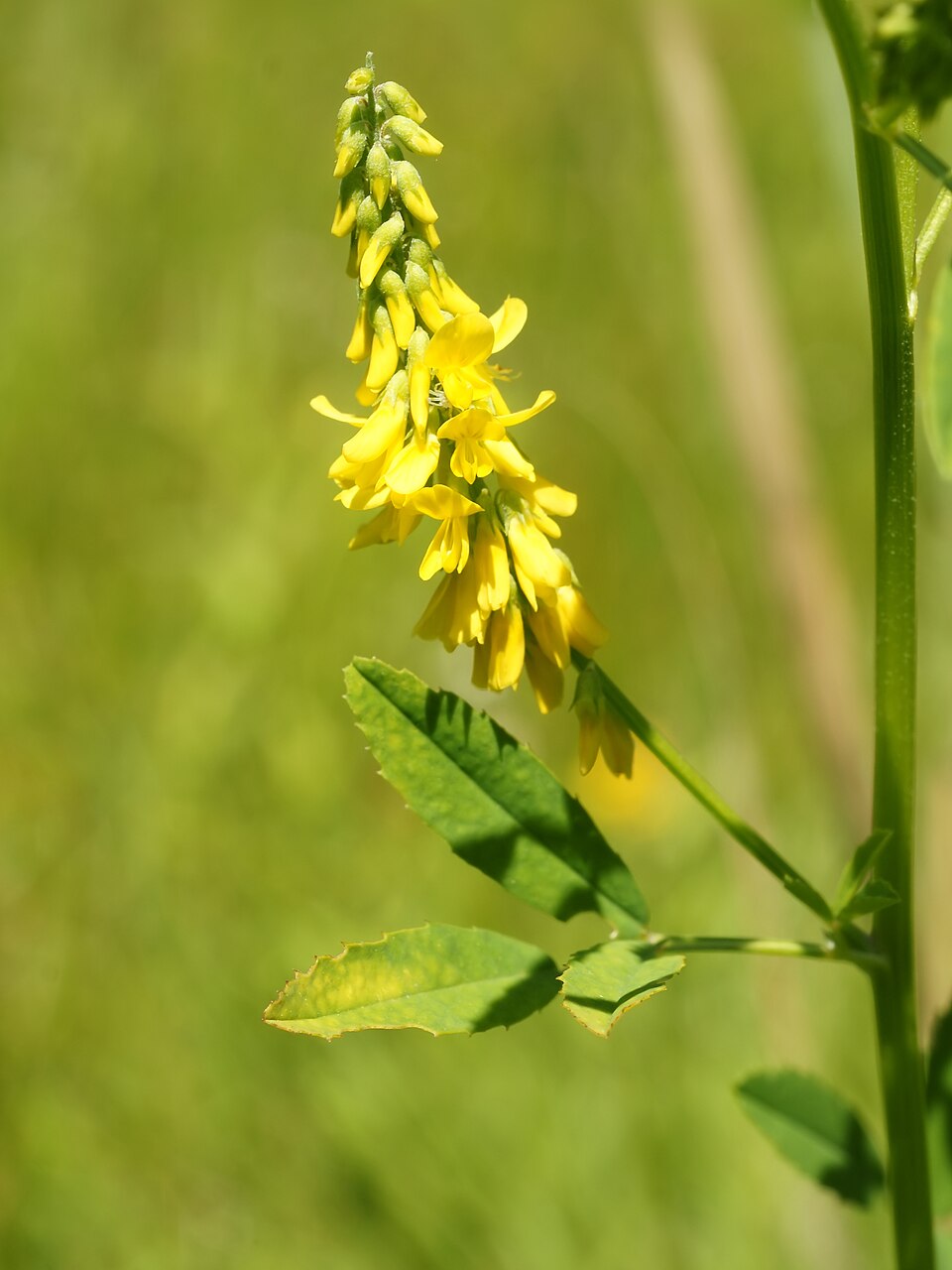 Melilotus altissimus (tall melilot)