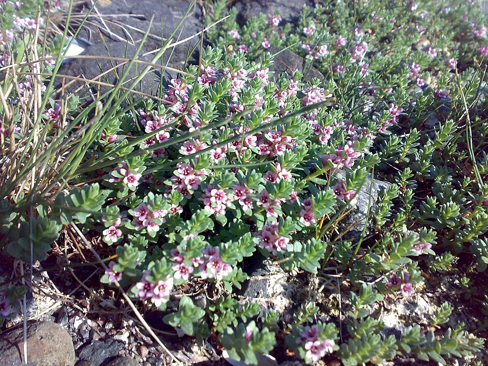 Lysimachia maritima (Sea Milkwort)