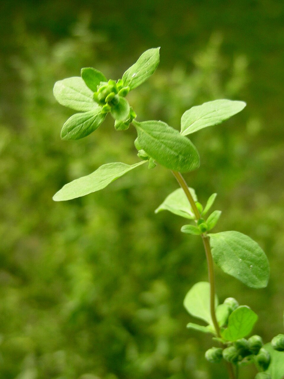 Origanum majorana (Sweet Marjoram) (alternate view 7)