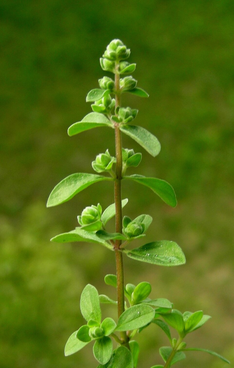 Origanum majorana (Sweet Marjoram) (alternate view 8)