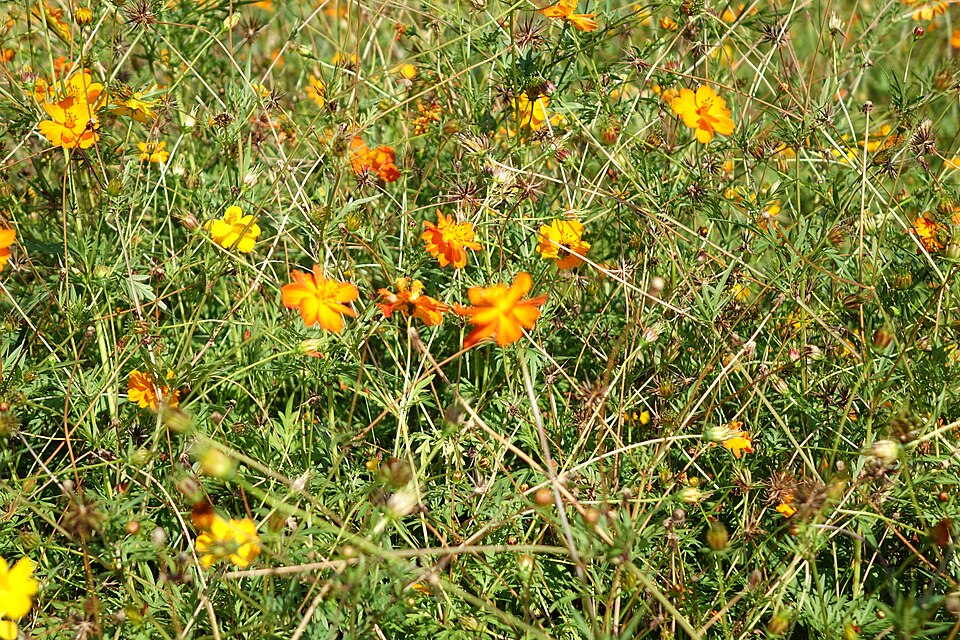 Cosmos sulphureus (Yellow Cosmos) (alternate view 10)