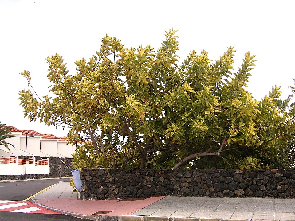 Ficus elastica (Rubber Plant) (alternate view 9)
