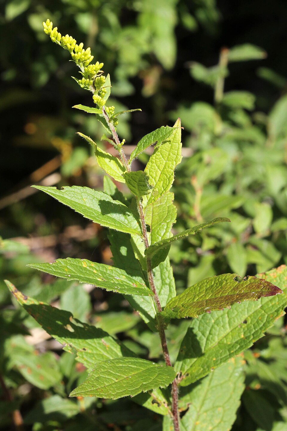 Solidago rugosa (Wrinkle-Leaved Goldenrod) (alternate view 7)