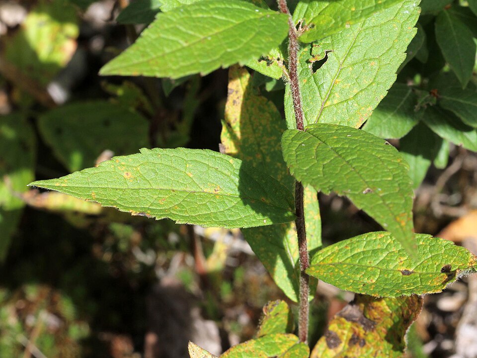 Solidago rugosa (Wrinkle-Leaved Goldenrod) (alternate view 8)