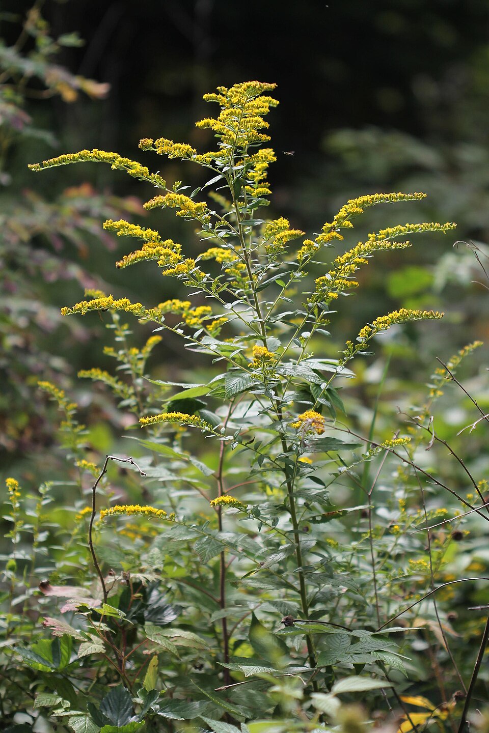 Solidago rugosa (Wrinkle-Leaved Goldenrod) (alternate view 9)