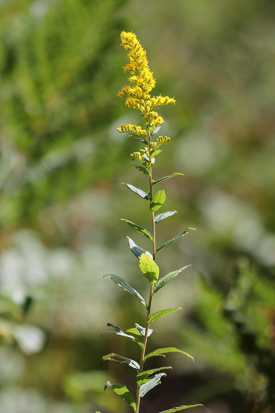 Solidago rugosa (Wrinkle-Leaved Goldenrod) (alternate view 10)