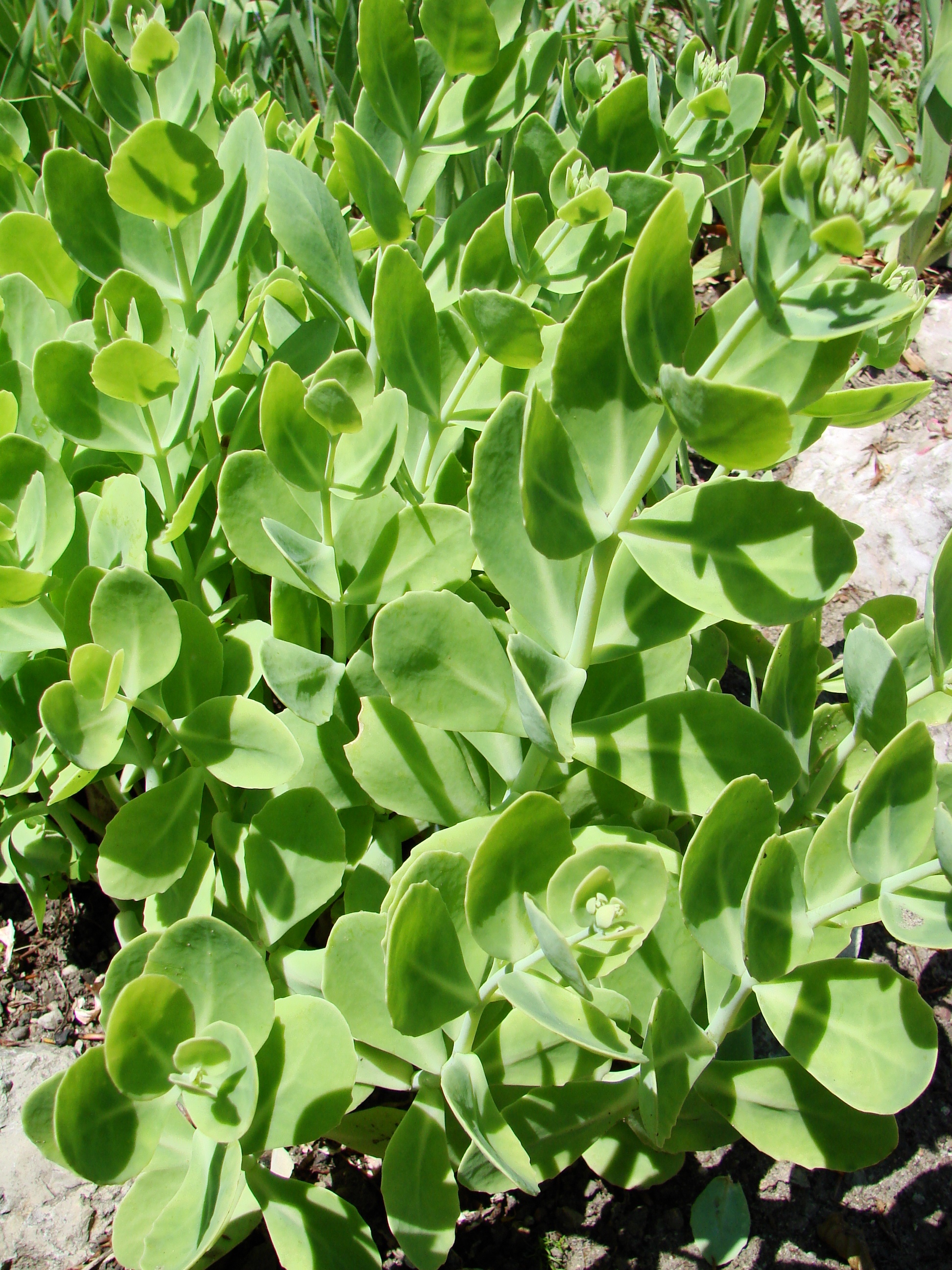 Hylotelephium spectabile, Ice plant — upright deciduous (Crassulaceae) (image 3 of 8)