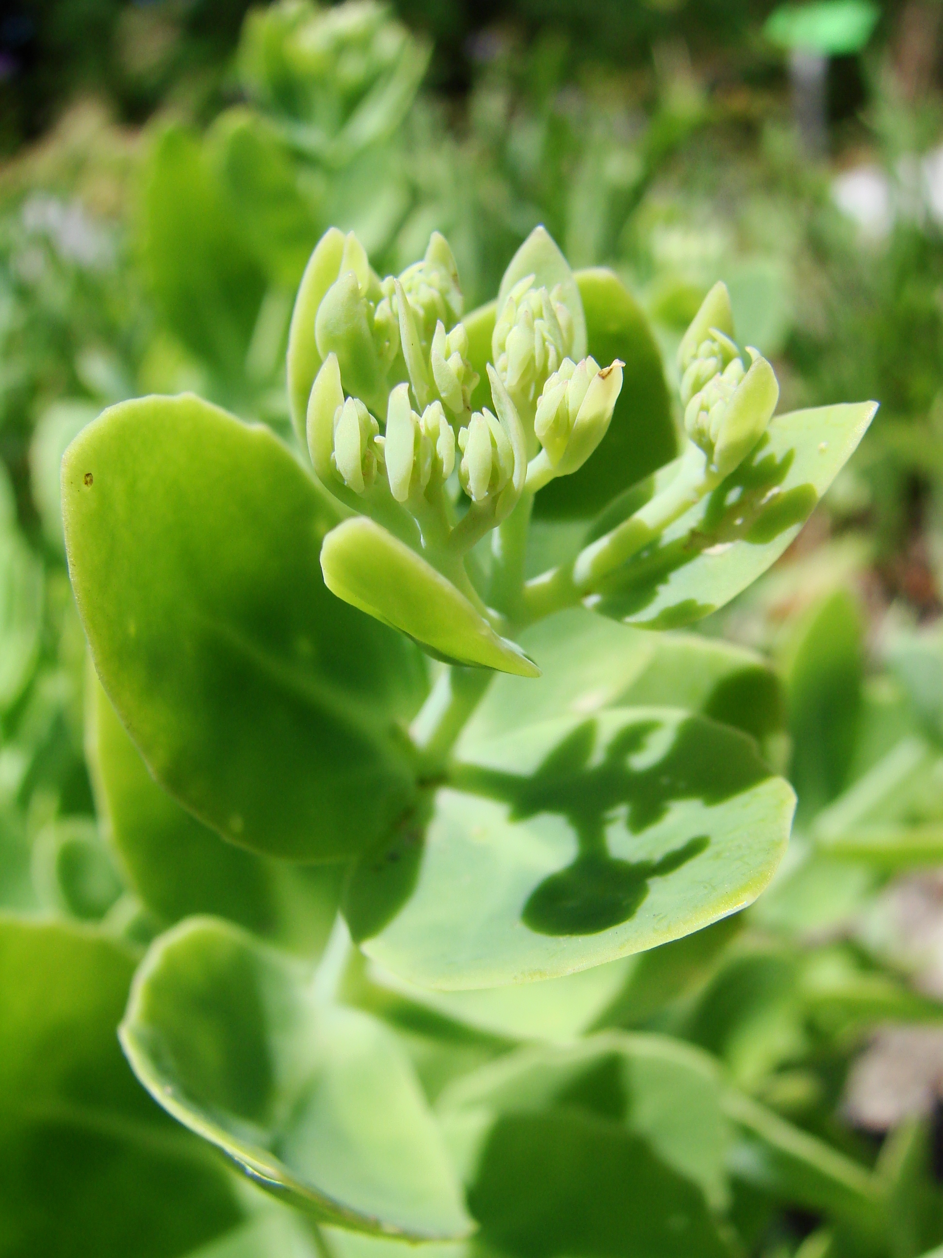 Hylotelephium spectabile, Ice plant — upright deciduous (Crassulaceae) (image 4 of 8)