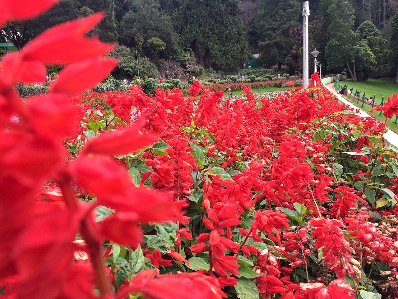 Salvia splendens, Scarlet sage — upright (Lamiaceae) (image 6 of 10)