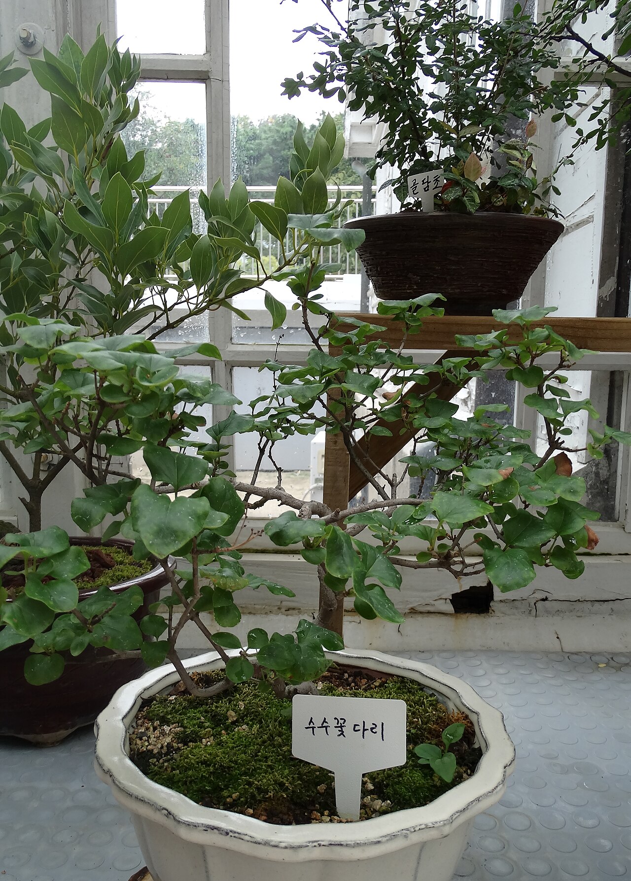 Syringa oblata, Early lilac — upright deciduous (Oleaceae) (image 4 of 9)