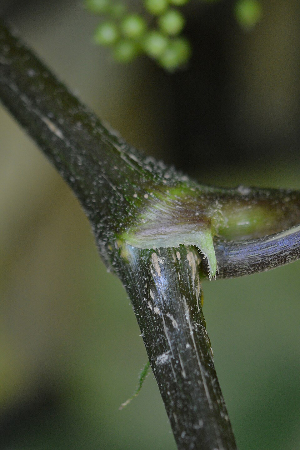 Aralia racemosa (American spikenard) (alternate view 9)