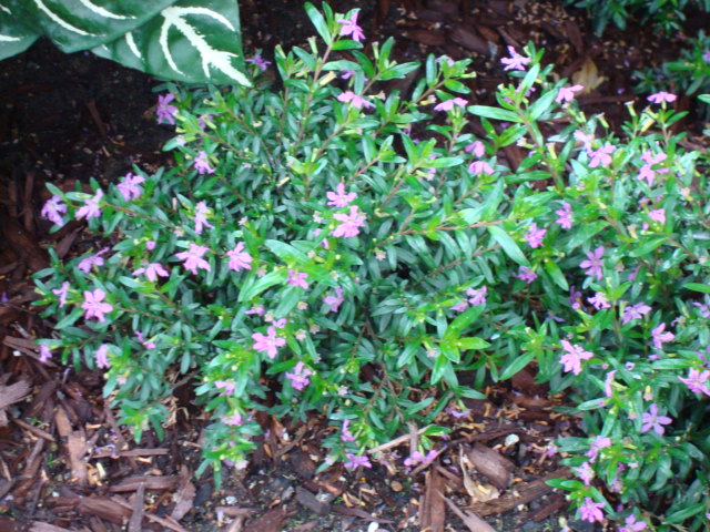 Cuphea hyssopifolia, Mexican heather — mounding evergreen (Lythraceae) (image 3 of 9)