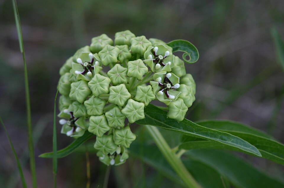 Asclepias asperula (Antelopehorn Milkweed)