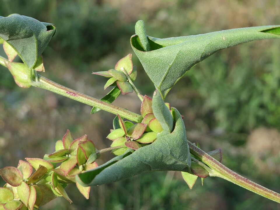 Atriplex prostrata (Creeping Saltbush)