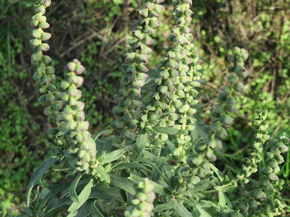 Ambrosia psilostachya (western ragweed)