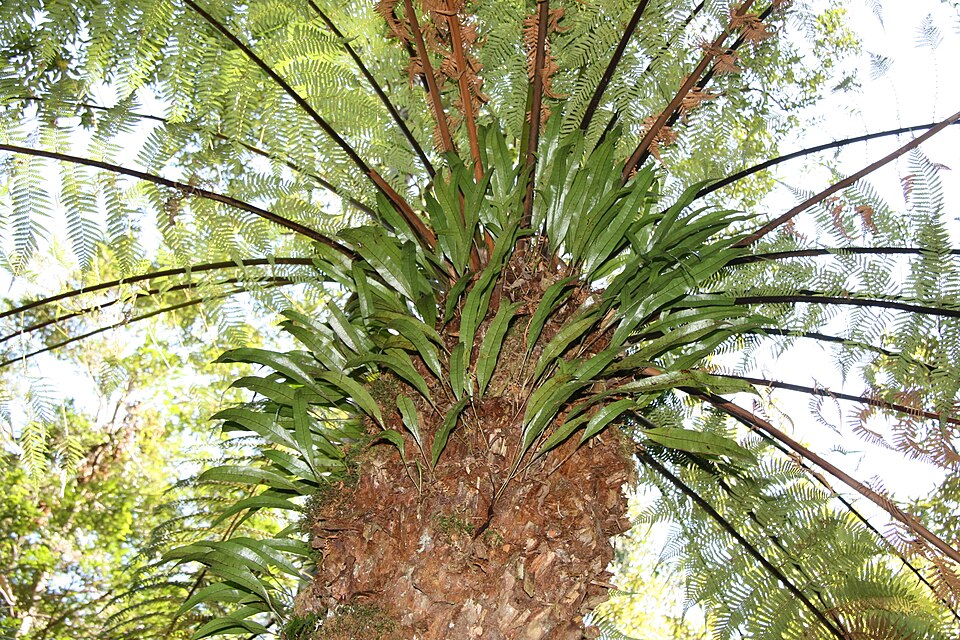 Microsorum diversifolium (Kangaroo Paw Fern)