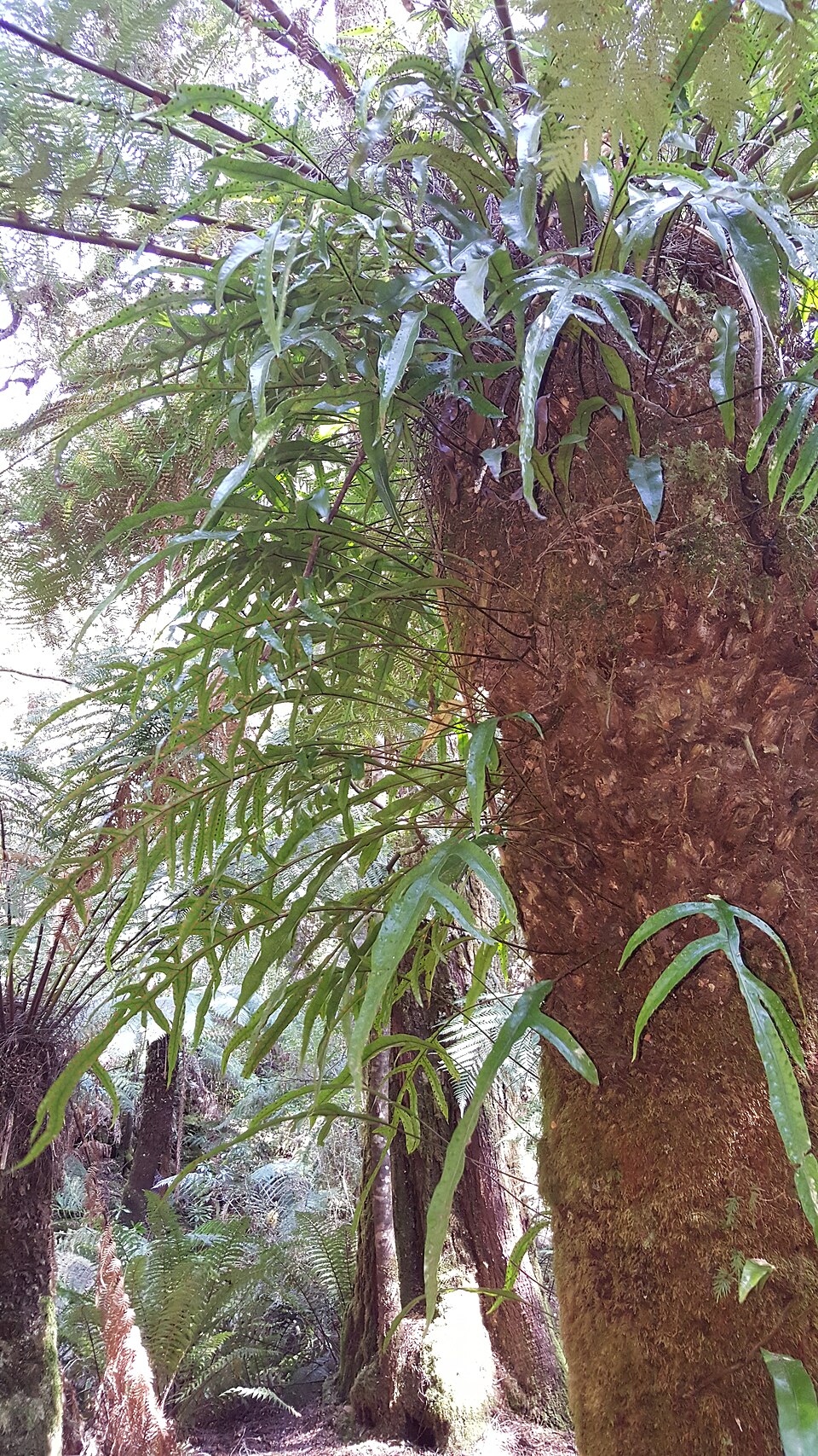 Microsorum diversifolium (Kangaroo Paw Fern)