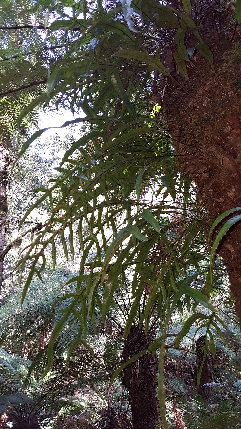 Microsorum diversifolium (Kangaroo Paw Fern)