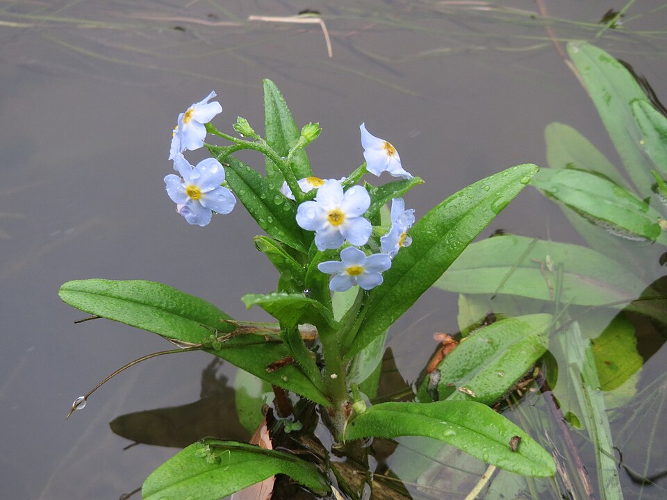 Myosotis scorpioides (water forget-me-not) (alternate view 8)
