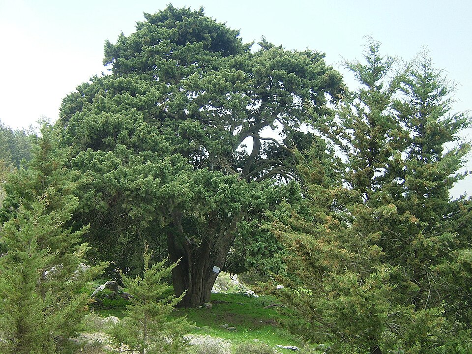 Cupressus sempervirens (Italian Cypress) (alternate view 2)