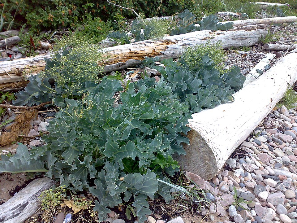 Crambe maritima (Sea Kale) (alternate view 6)