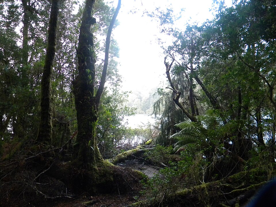 Dicksonia antarctica (man fern) (alternate view 3)