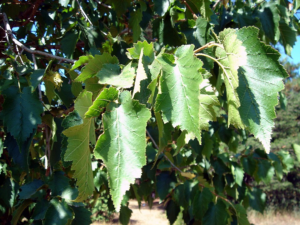 Corylus colurna (Turkish Hazelnut) (alternate view 7)
