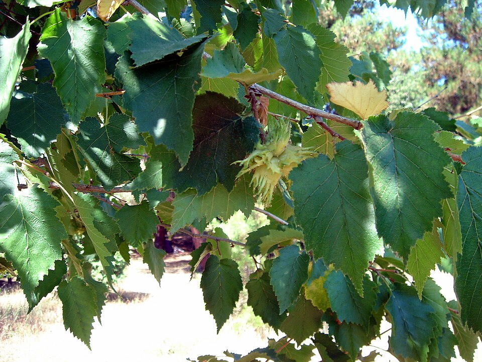 Corylus colurna (Turkish Hazelnut) (alternate view 8)