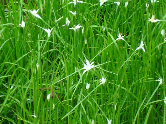 Rhynchospora colorata (White-Top Sedge) (alternate view 8)
