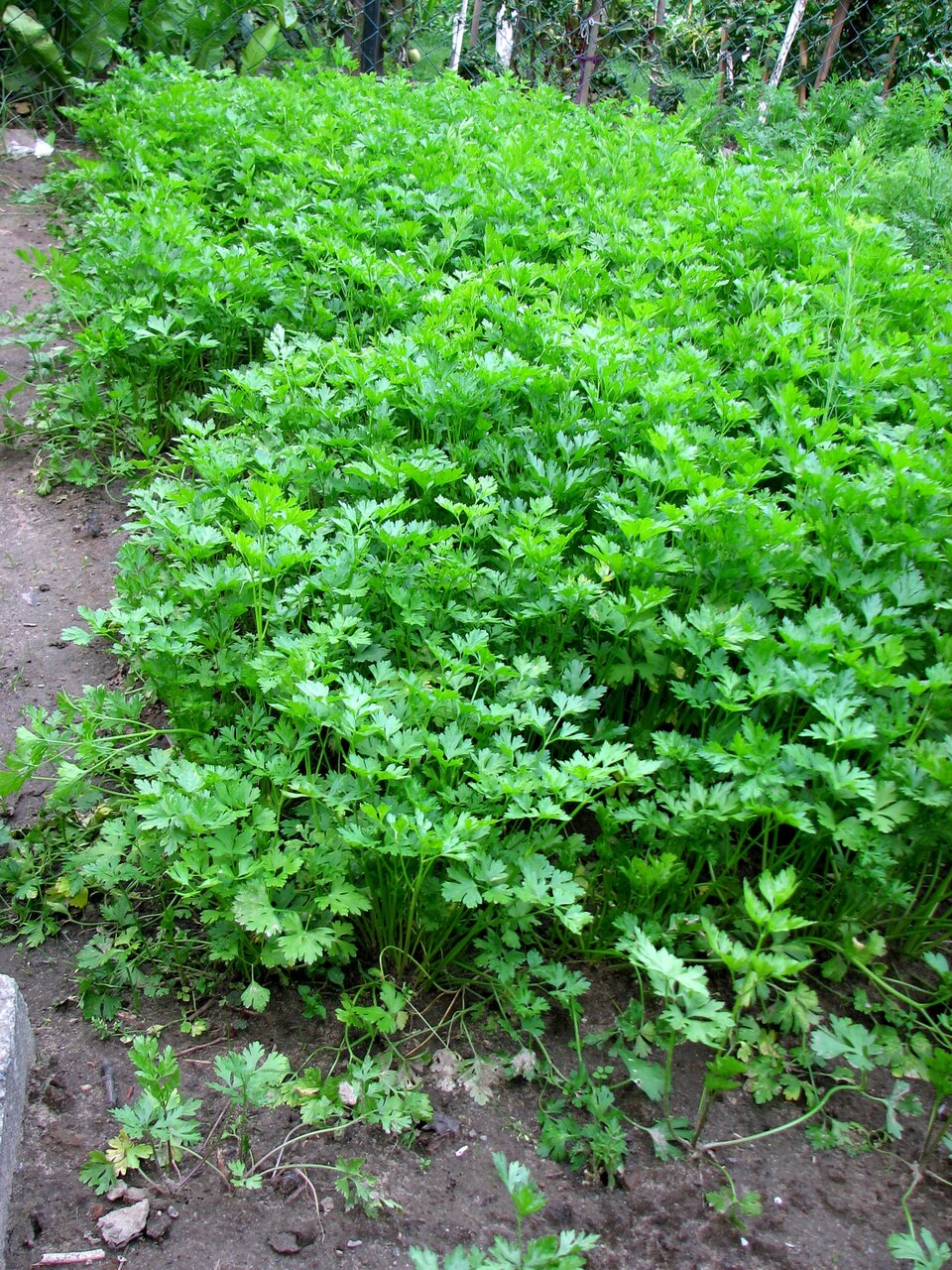 Daucus pusillus (American wild carrot) (alternate view 7)
