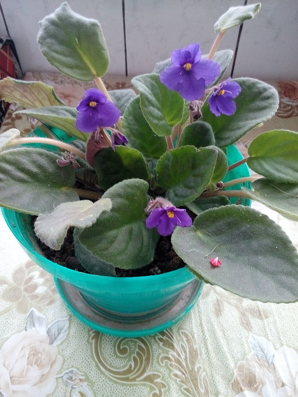 Streptocarpus (African Primrose) (alternate view 3)