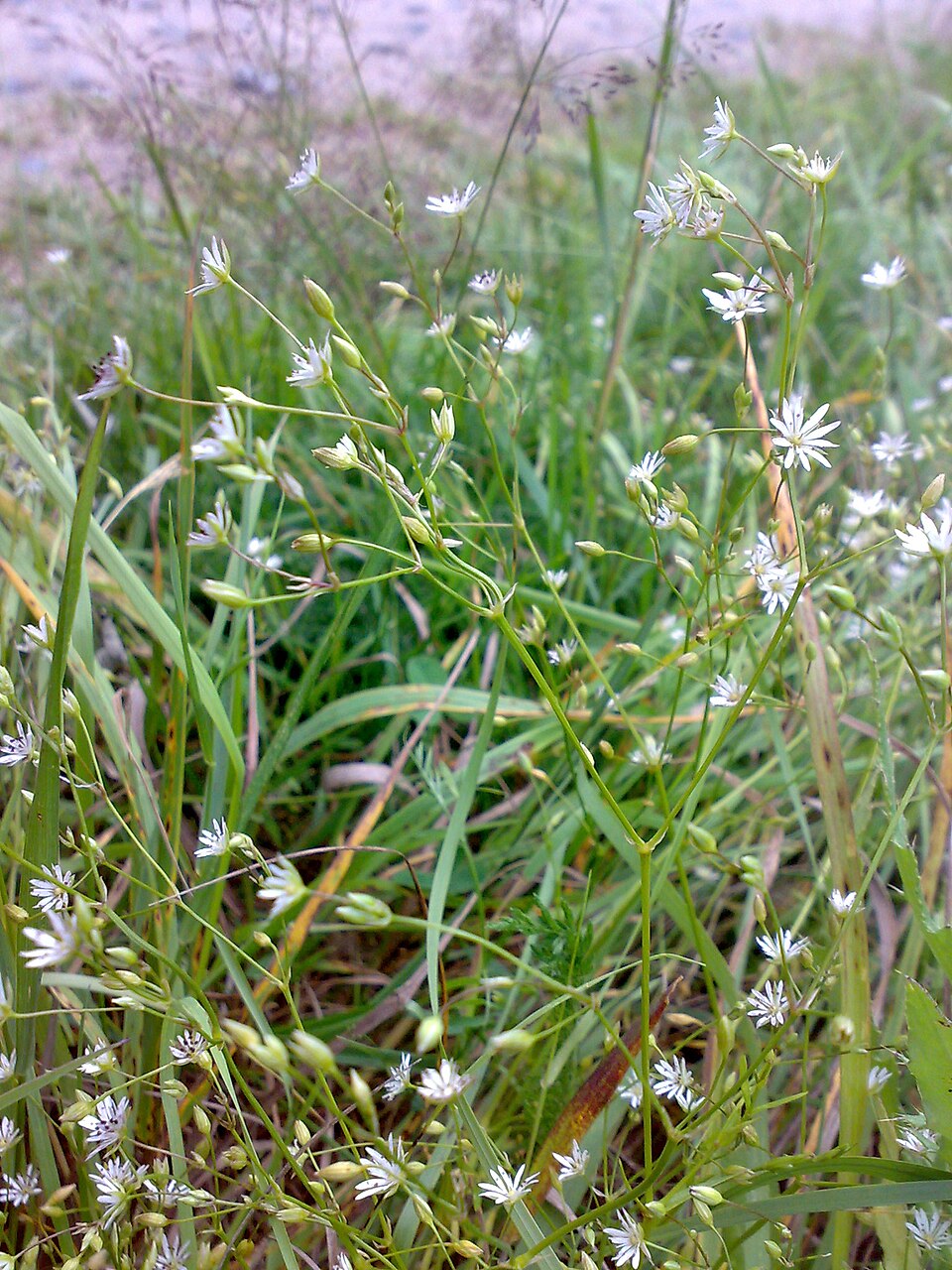 Stellaria graminea (lesser stitchwort)