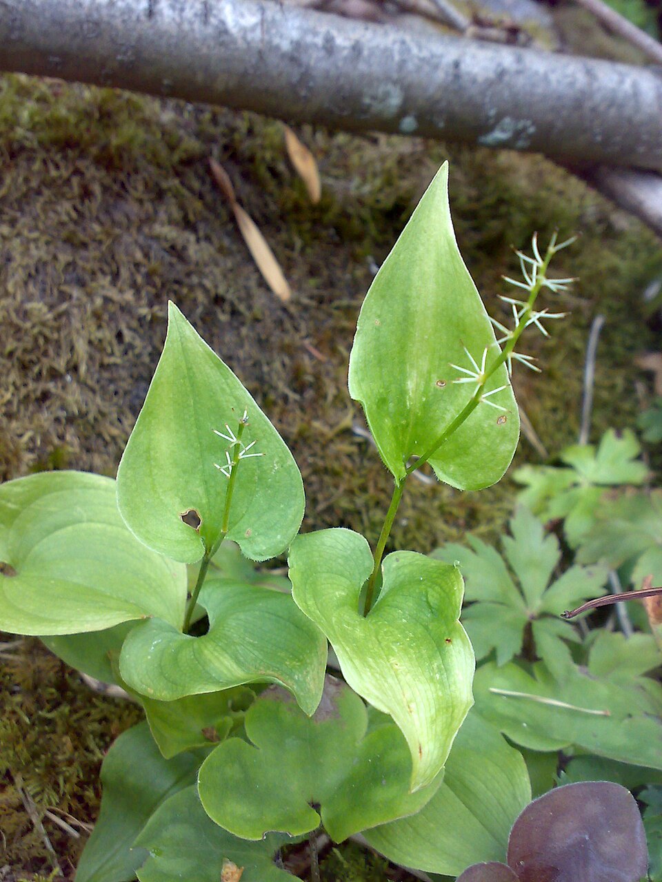 Maianthemum bifolium (May Lily)
