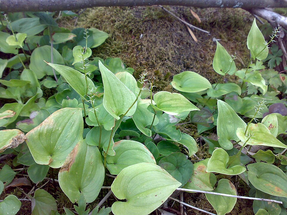 Maianthemum bifolium (May Lily)