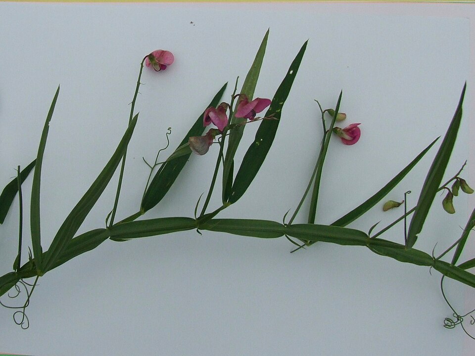 Lathyrus hirsutus (Hairy Vetchling) (alternate view 6)