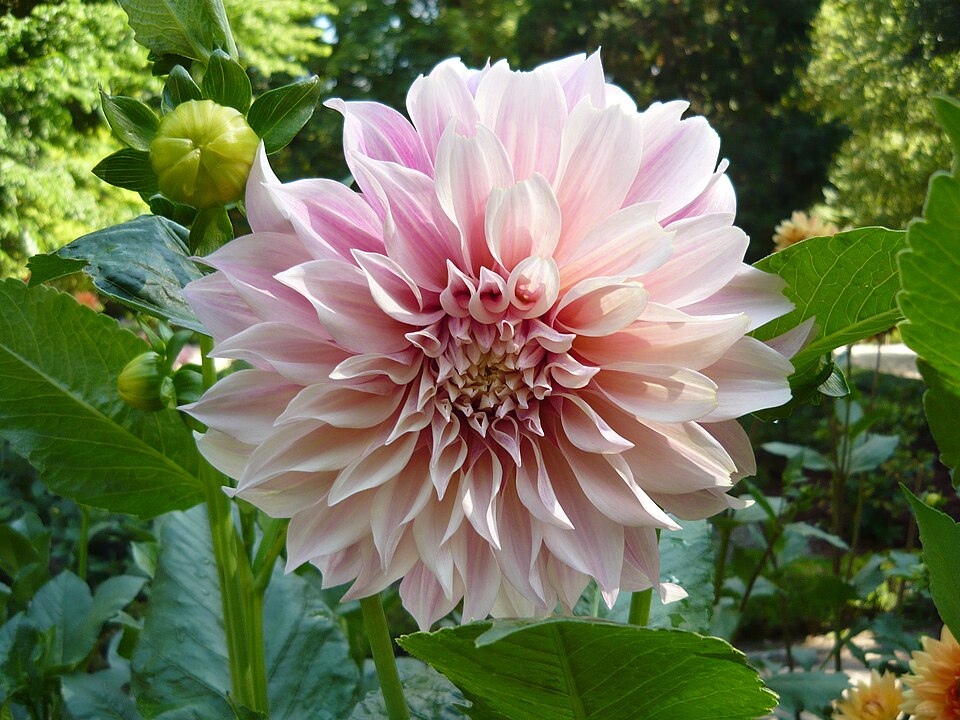 Dahlia 'Cafe au Lait' (Cafe au Lait Dahlia)