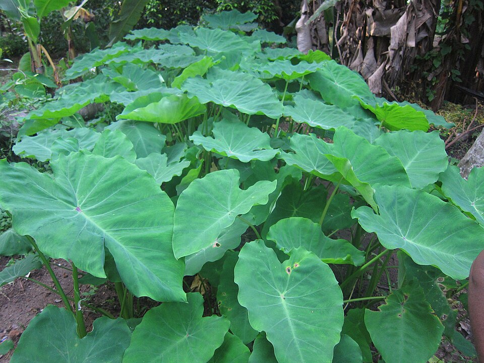 Colocasia esculenta (Taro) (alternate view 10)