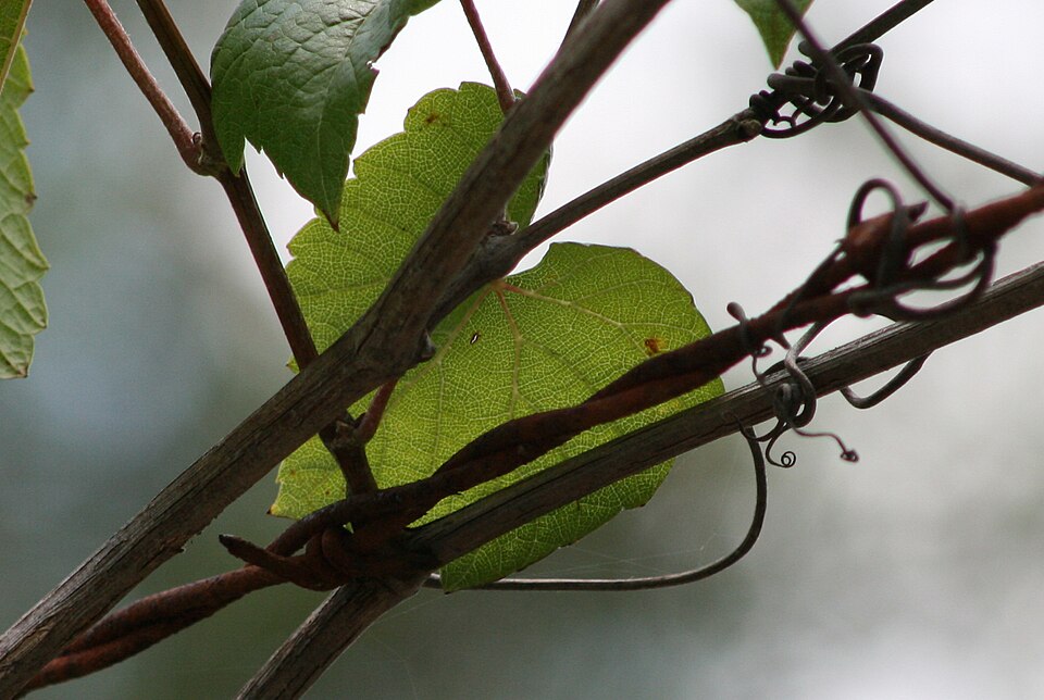 Vitis rotundifolia (muscadine)