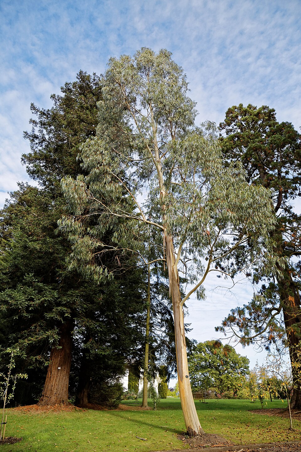 Eucalyptus pauciflora ssp. niphophila (Alpine Snow Gum) (alternate view 10)