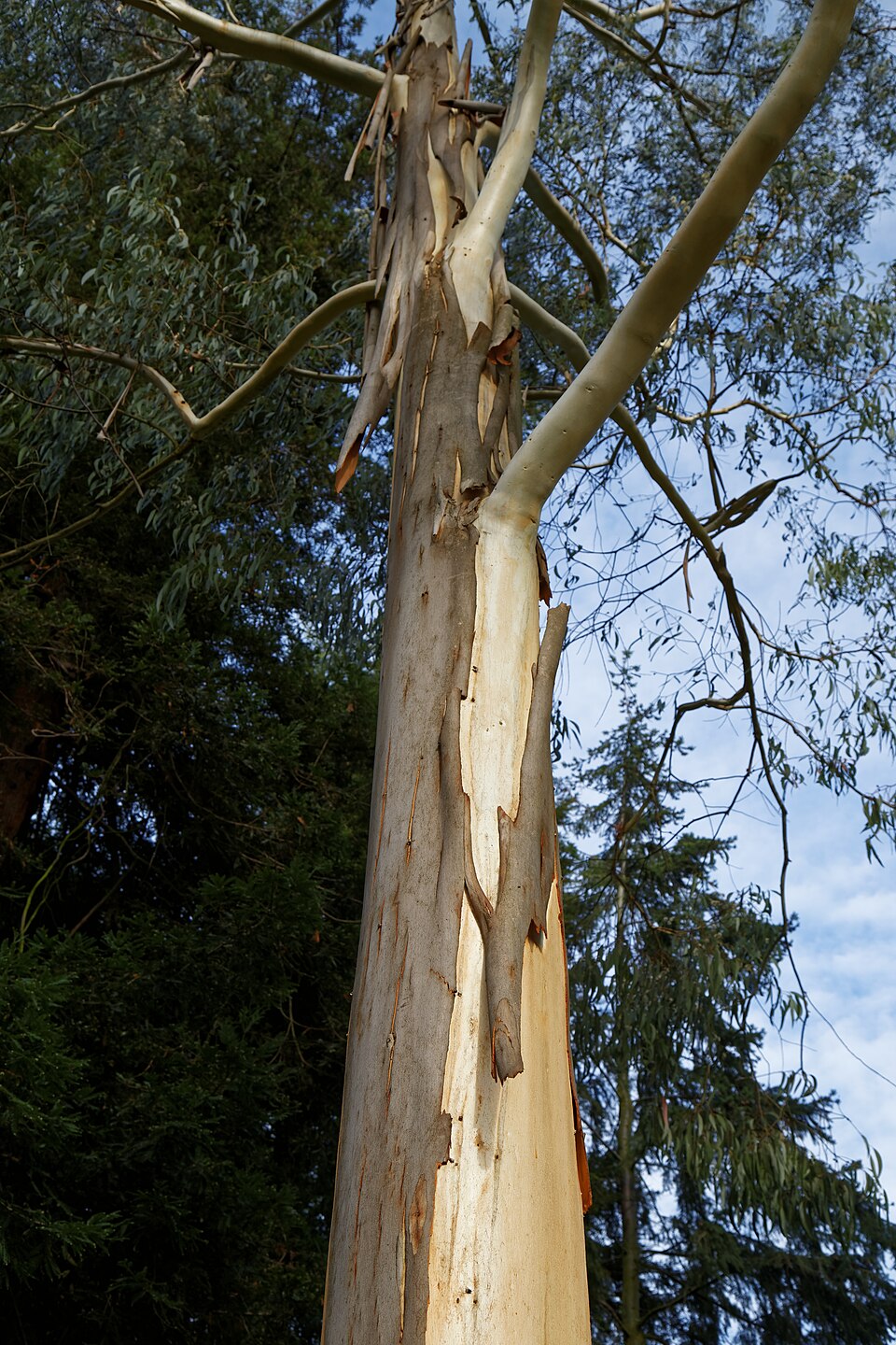 Eucalyptus pauciflora ssp. niphophila (Alpine Snow Gum) (alternate view 11)
