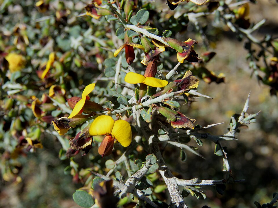 Bossiaea obcordata (Spiny Bossiaea) (alternate view 6)