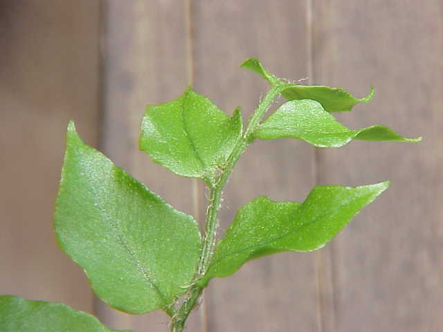 Cyrtomium fortunei (Fortune's Holly Fern) (alternate view 3)