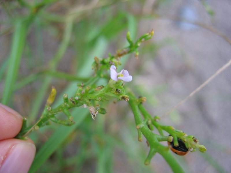 Cakile maritima (European Searocket)