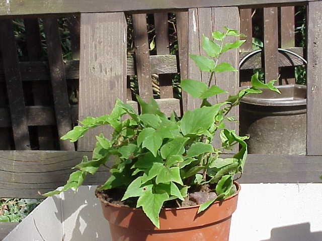 Cyrtomium fortunei (Fortune's Holly Fern) (alternate view 4)