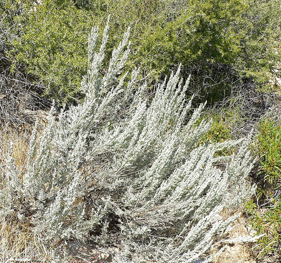 Artemisia tridentata (Big Sagebrush)
