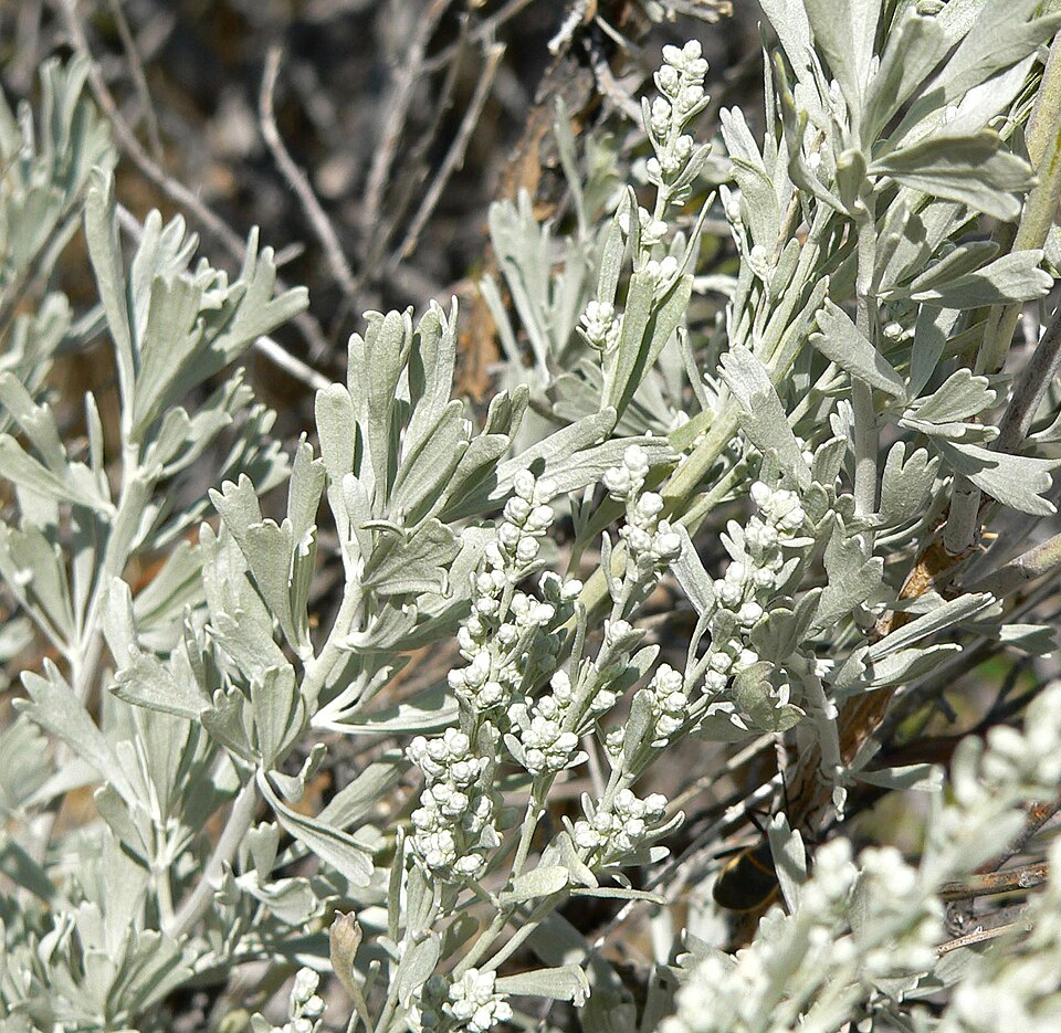 Artemisia tridentata (Big Sagebrush)