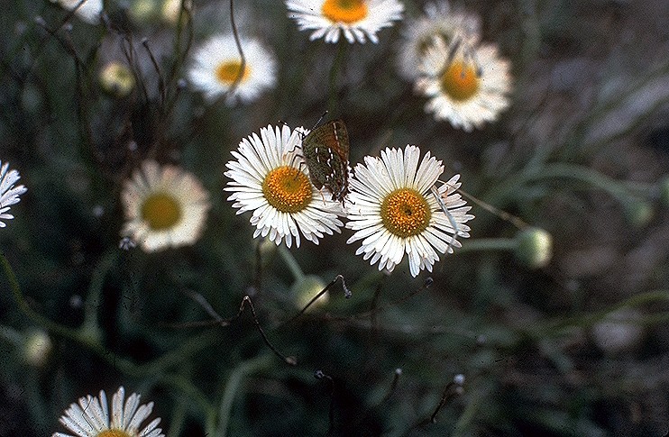 Erigeron modestus (Plains fleabane) (alternate view 6)