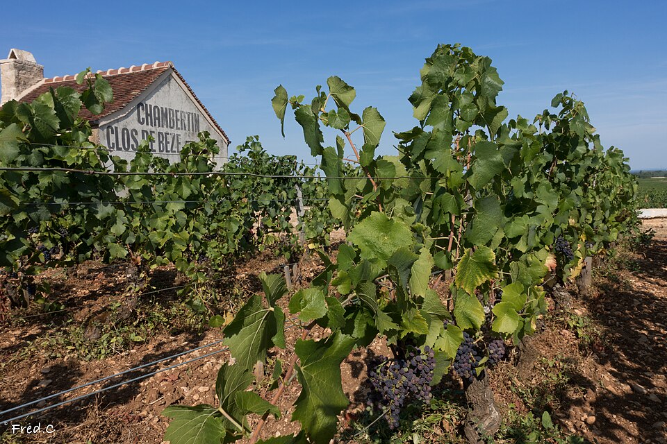 Vitis (grapevines) (alternate view 3)