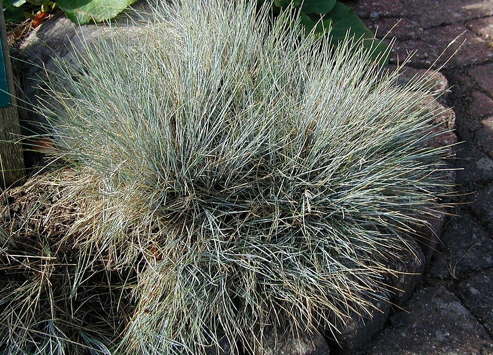 Festuca amethystina (alternate view 7)