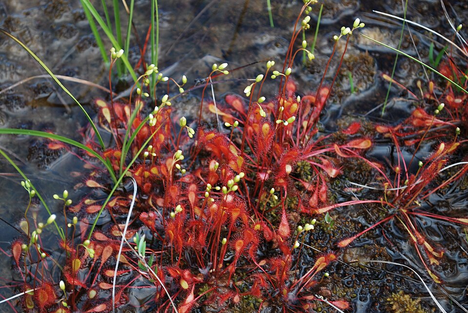 Drosera intermedia (spoonleaf sundew)